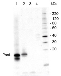PsaL | PSI-L subunit of photosystem I in the group Antibodies Plant/Algal / Photosynthesis / PSI (Photosystem I) at Agrisera AB (Antibodies for research) (AS06 108)